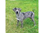 Adopt Gidget a Merle Catahoula Leopard Dog / Mixed Breed (Large) / Mixed dog in