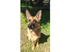 Adopt Shiloh a Tan/Yellow/Fawn - with Black German Shepherd Dog / Mixed dog in