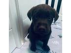 Labrador Retriever Puppy for sale in Beaufort, NC, USA