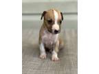 Adopt Panama a Tan/Yellow/Fawn - with White Beagle / American Staffordshire