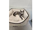 Adopt Jacklyn a Domestic Shorthair / Mixed (short coat) cat in Greensboro