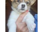 Pembroke Welsh Corgi Puppy for sale in Blenheim, SC, USA