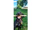 Adopt Loki a Black Labrador Retriever / Mixed dog in Raytown, MO (38843112)