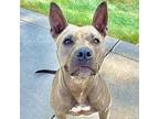 Adopt Meadow a Tan/Yellow/Fawn Pit Bull Terrier / Mixed dog in Zimmerman