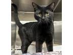 Adopt Bandit a All Black Domestic Shorthair / Domestic Shorthair / Mixed cat in
