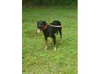 Adopt Remington a Black - with Tan, Yellow or Fawn Rottweiler / Shepherd