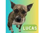 Adopt Lucas a Brindle Terrier (Unknown Type, Small) / Mixed dog in Palm Coast