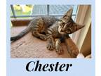 Adopt Chester a Brown Tabby Domestic Shorthair (short coat) cat in Toms River