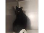 Adopt Natasha a All Black Domestic Shorthair / Mixed (short coat) cat in