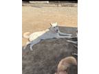 Adopt Jazzie a Tan/Yellow/Fawn Husky / Mixed dog in Madera, CA (38824228)
