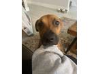 Adopt Winston a Brown/Chocolate - with Black Black Mouth Cur / Mixed dog in