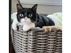Adopt Geraldine a All Black Domestic Shorthair / Mixed cat in Saint Louis