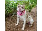 Adopt Mocha a White - with Brown or Chocolate American Staffordshire Terrier /