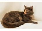 Adopt Phoenix a Gray or Blue Domestic Shorthair / Domestic Shorthair / Mixed cat