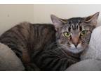 Adopt Hiccup a Gray or Blue Domestic Shorthair / Domestic Shorthair / Mixed cat