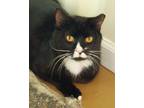 Adopt Yoshi a All Black Domestic Shorthair / Domestic Shorthair / Mixed cat in