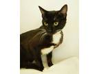 Adopt Scotch Bonnett a All Black Domestic Shorthair / Domestic Shorthair / Mixed