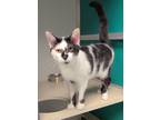Adopt Betsy a White Domestic Shorthair / Domestic Shorthair / Mixed cat in