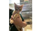 Adopt Nemo a Orange or Red Domestic Shorthair / Domestic Shorthair / Mixed cat