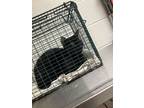 Adopt Sprinkles a All Black Domestic Shorthair / Domestic Shorthair / Mixed cat