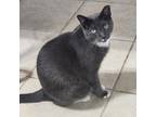 Adopt Kiara a Gray or Blue Domestic Shorthair / Mixed cat in Hopkins