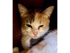Adopt Lulu a White Domestic Mediumhair / Domestic Shorthair / Mixed cat in