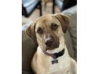 Adopt Frijole a Tan/Yellow/Fawn Mixed Breed (Large) / Mixed dog in West Allis