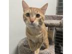 Adopt Dormy a Orange or Red Domestic Shorthair / Mixed cat in Albert Lea
