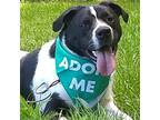 Adopt Edward a Black Great Pyrenees / Border Collie / Mixed dog in Flintstone