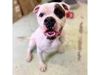 Adopt Petey a White - with Tan, Yellow or Fawn Boxer / Mixed Breed (Medium) /