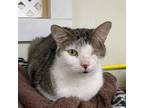 Adopt FOO a Domestic Longhair / Mixed (short coat) cat in Battle Creek