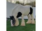 2013 Gypsy Vanner Mare