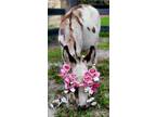 May 2024 Beautiful Mini Horses Family Pets Breeders Horsemanship