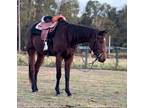 Registered AQHA Appendix Mare 4 years old (Hawthorne, FL)
