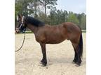 Bay crossbred gelding