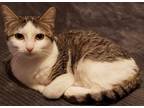 Adopt Claire (Greenwood) a Domestic Shorthair / Mixed cat in Wichita Falls