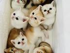 Group Kittens