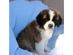 Saint Bernard Puppy for sale in Athens, WI, USA