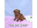 Poodle (Toy) Puppy for sale in Clarkrange, TN, USA