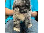 Poodle (Toy) Puppy for sale in Harrison, AR, USA