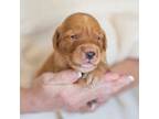Golden Retriever Puppy for sale in Buna, TX, USA