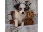 Miniature Australian Shepherd Puppy for sale in Fredericksburg, OH, USA