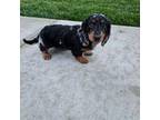 Dachshund Puppy for sale in Montgomery, IN, USA