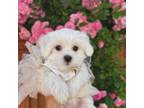 Maltese Puppy for sale in Plano, TX, USA
