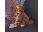 Mutt Puppy for sale in Allentown, PA, USA