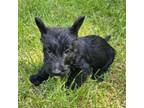 Scottish Terrier Puppy for sale in Brodhead, KY, USA