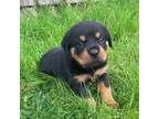 Rottweiler Puppy for sale in Stafford, VA, USA