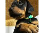Doberman Pinscher Puppy for sale in Atoka, OK, USA