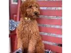 Miniature Labradoodle Puppy for sale in Bowling Green, KY, USA