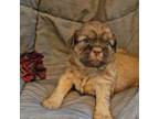 Shih Tzu Puppy for sale in Asheboro, NC, USA